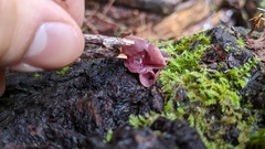 Ascocoryne sarcoides