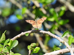 Libytheana carinenta mexicana