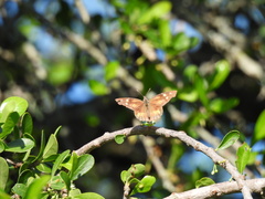 Libytheana carinenta mexicana