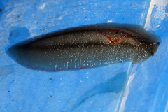 Triboniophorus graeffei