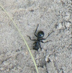 Cephalotes atratus
