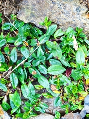 Veronica morrisonicola