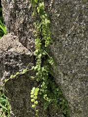 Asplenium flabellifolium