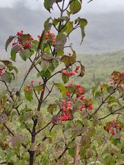 Viburnum betulifolium