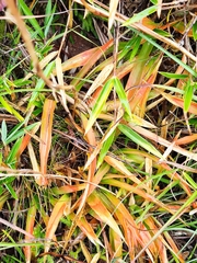 Stenotaphrum secundatum