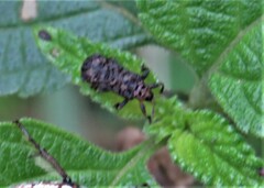 Octotoma scabripennis