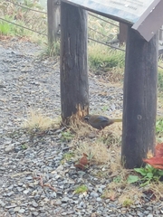 Trochalopteron morrisonianum