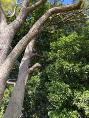 Corymbia calophylla