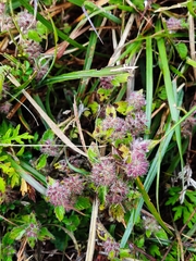 Clinopodium chinense