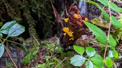 Dacrymyces capitatus