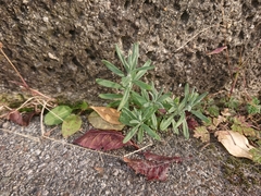 Lavandula