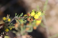 Acacia aspera