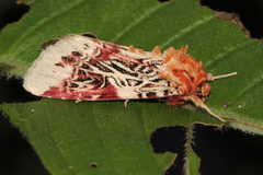 Spodoptera picta