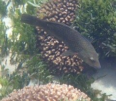 Notolabrus inscriptus