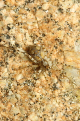 Wadicosa okinawensis