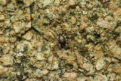 Wadicosa okinawensis