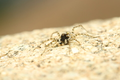 Wadicosa okinawensis