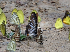 Graphium xenocles