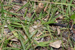 Wadicosa okinawensis