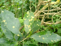 Cephaleuros lagerheimii