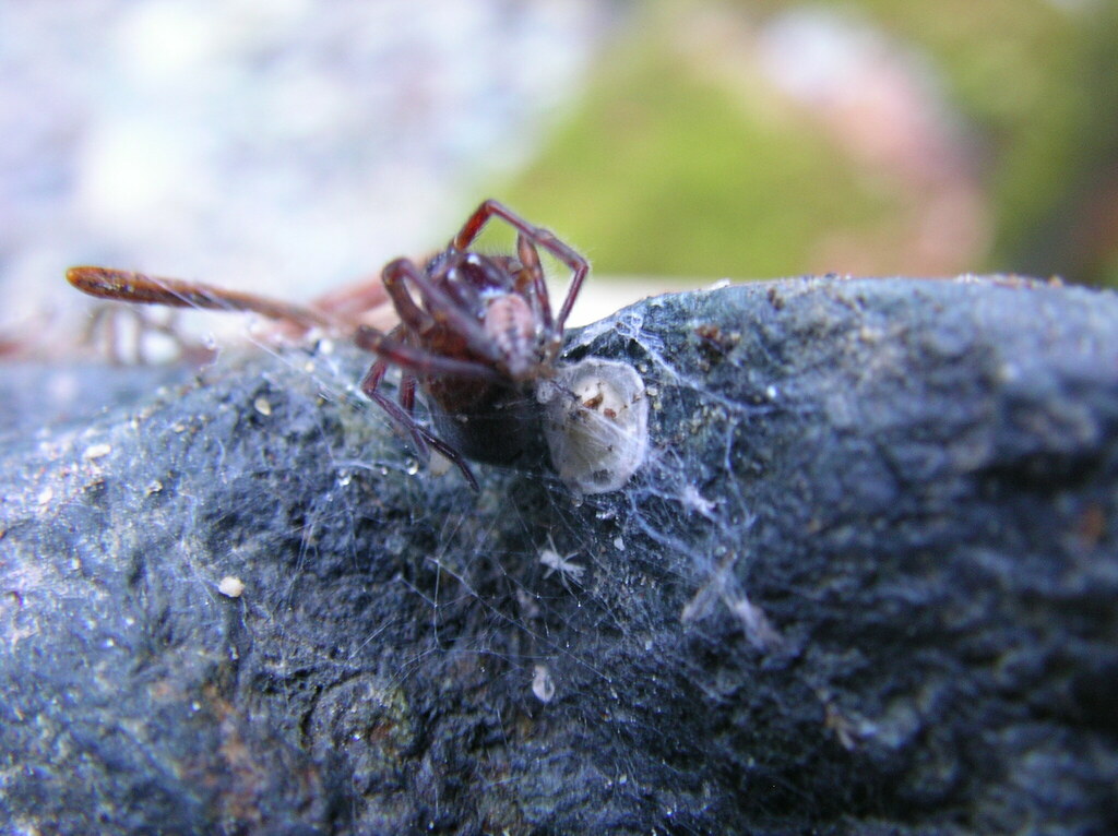 Cybaeopsis spenceri