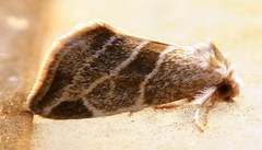 Plagiomimicus tepperi