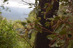Arbutus