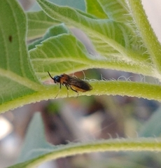 Argidae