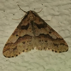 Erannis defoliaria