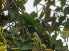 Chloropsis sonnerati