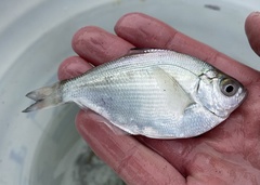 Hyperprosopon ellipticum