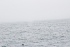 Megaptera novaeangliae