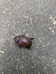 Pentodontini