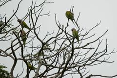 Psittacula alexandri