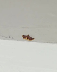 Hypsopygia
