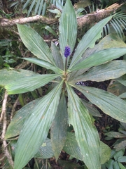 Dichorisandra thyrsiflora