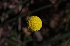 Craspedia variabilis