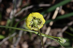 Craspedia variabilis