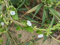 Ipomoea biflora
