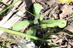 Craspedia variabilis