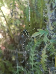 Argiope bruennichi