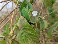 Ipomoea biflora