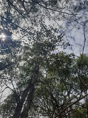 Lophostemon suaveolens