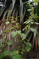 Physalis coztomatl