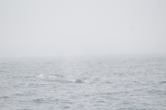 Megaptera novaeangliae