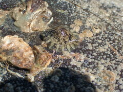 Onchidella nigricans