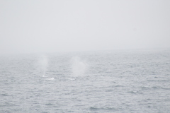 Megaptera novaeangliae