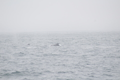 Megaptera novaeangliae