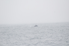 Megaptera novaeangliae