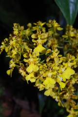 Oncidium
